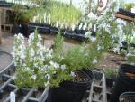Rosmarinus officinalis 'Blue Boy'
